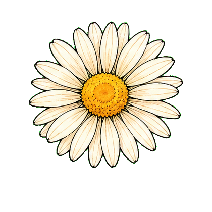 Daisy