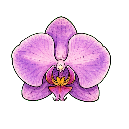 Orchid