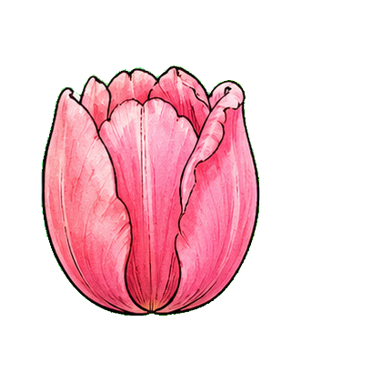 Tulip